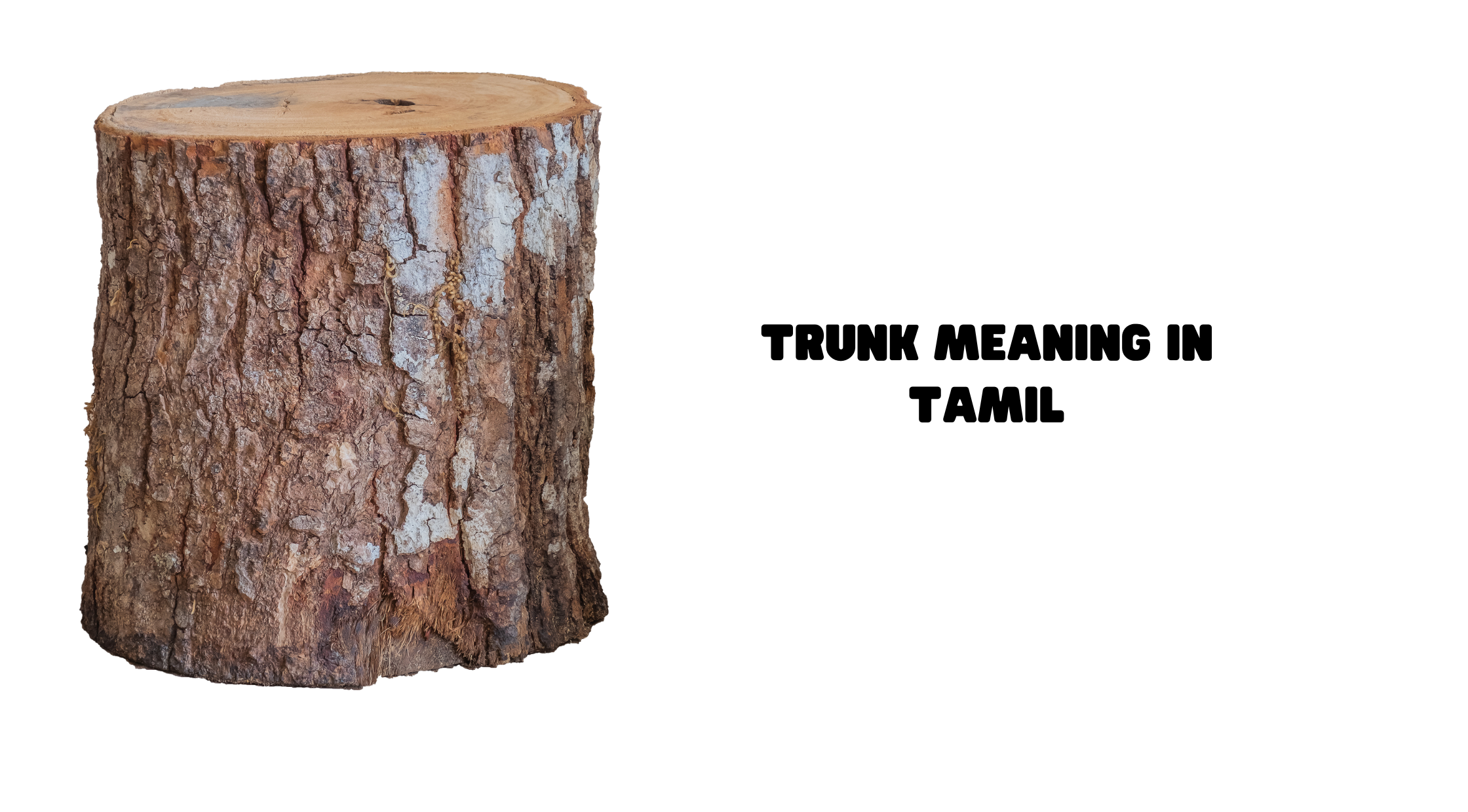 Trunk Meaning in Tamil